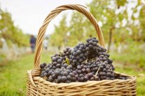 Baskets of red grapes — Stock Photo