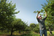 Homem colhendo maçãs — Fotografia de Stock