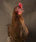 Курица с коричневыми перьями — стоковое фото
