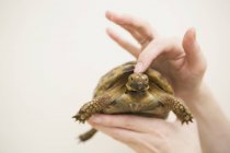 Hand holding a tortoise. — Stock Photo