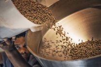Обработка кофейных зерен для жарки — стоковое фото
