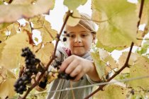 Girl cuting a bunch of black grapes — Stock Photo
