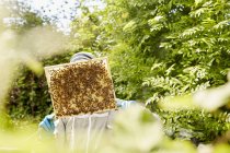 Beekeeper checking a honeycomb — Stock Photo