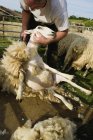 Ovelhas tosquiando uma ovelha — Fotografia de Stock