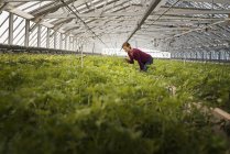 Woman working in a large glasshouse — Stock Photo