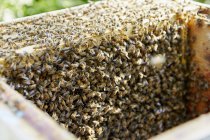 Intérieur ruche avec cadres en bois — Photo de stock