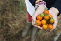 Girl holding a handfull of cherry tomatoes. — Stock Photo