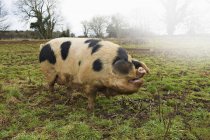 Великі дорослі свиня — стокове фото