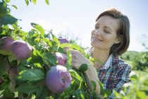 Жінка збирання яблук — стокове фото