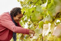 Grape picker selecting bunches of grapes — Stock Photo