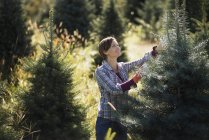Mulher escolhendo árvore de Natal na plantação — Fotografia de Stock