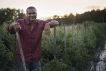 Agricultor con plantas de tomate - foto de stock