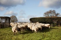Flock of sheep in field — Stock Photo