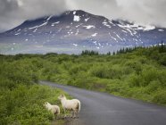 Schafe am Straßenrand in den Bergen — Stockfoto