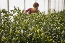 Woman working in a large glasshouse — Stock Photo