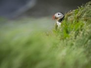 Пухнастий птах на скелях — стокове фото