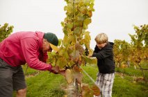 Padre e hijo cosechando uvas - foto de stock
