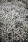 Leichter Frost auf dem Gras. — Stockfoto