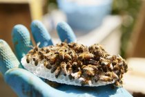 Main tenant un petit nid d'abeille en plastique — Photo de stock