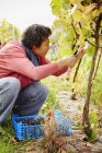 Mulher catadora de uvas — Fotografia de Stock
