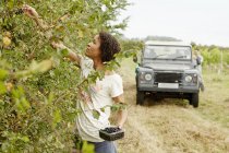 Woman picking blackberries — Stock Photo