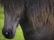 Cavallo islandese con cappotto scuro — Foto stock