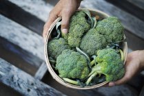 Organic Broccoli just harvested — Stock Photo