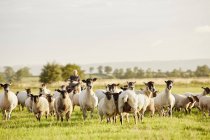 Manada de ovejas alerta con sus cabezas - foto de stock
