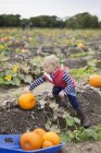 Girl reaching to pick up orange pumpkins — Stock Photo