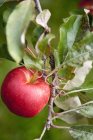 Яблоня с красными круглыми фруктами — стоковое фото