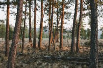 Ponderosa pine forest at dusk — Stock Photo