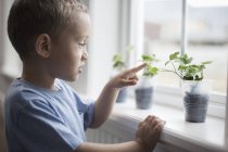 Junge schaut sich junge Pflanzen an — Stockfoto