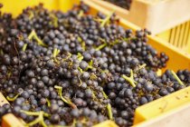Grappes de raisins récoltées . — Photo de stock