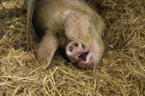 Велика свиня лежить — стокове фото