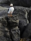 Атлантический пуффин на скалах — стоковое фото