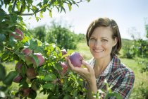 Женщина в клетчатой рубашке собирает яблоки — стоковое фото