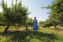 Женщина собирает яблоки — стоковое фото