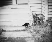 Чорна ворона на шляху — стокове фото