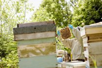 Пчеловод в защитном костюме — стоковое фото
