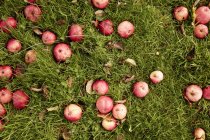 Яблоки на траве — стоковое фото
