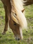 Cavalo selvagem com crina pálida — Fotografia de Stock