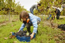 Giovane ragazza raccogliendo una cassa di uva — Foto stock