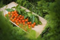 Plateau en bois de tomates cerises rouges — Photo de stock