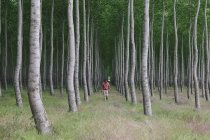 Homem em uma floresta de álamo árvores — Fotografia de Stock