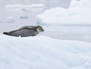 Seal at Glacial lake — Stock Photo