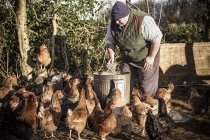 Farmer surrounded by chickens. — Stock Photo
