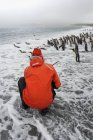 Persona tomando fotos de King Penguins - foto de stock