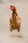 Pollo con plumas marrones - foto de stock