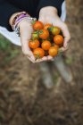 Fille tenant une poignée de tomates cerises . — Photo de stock