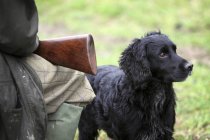 Allerta cane da caccia addestrato nero — Foto stock